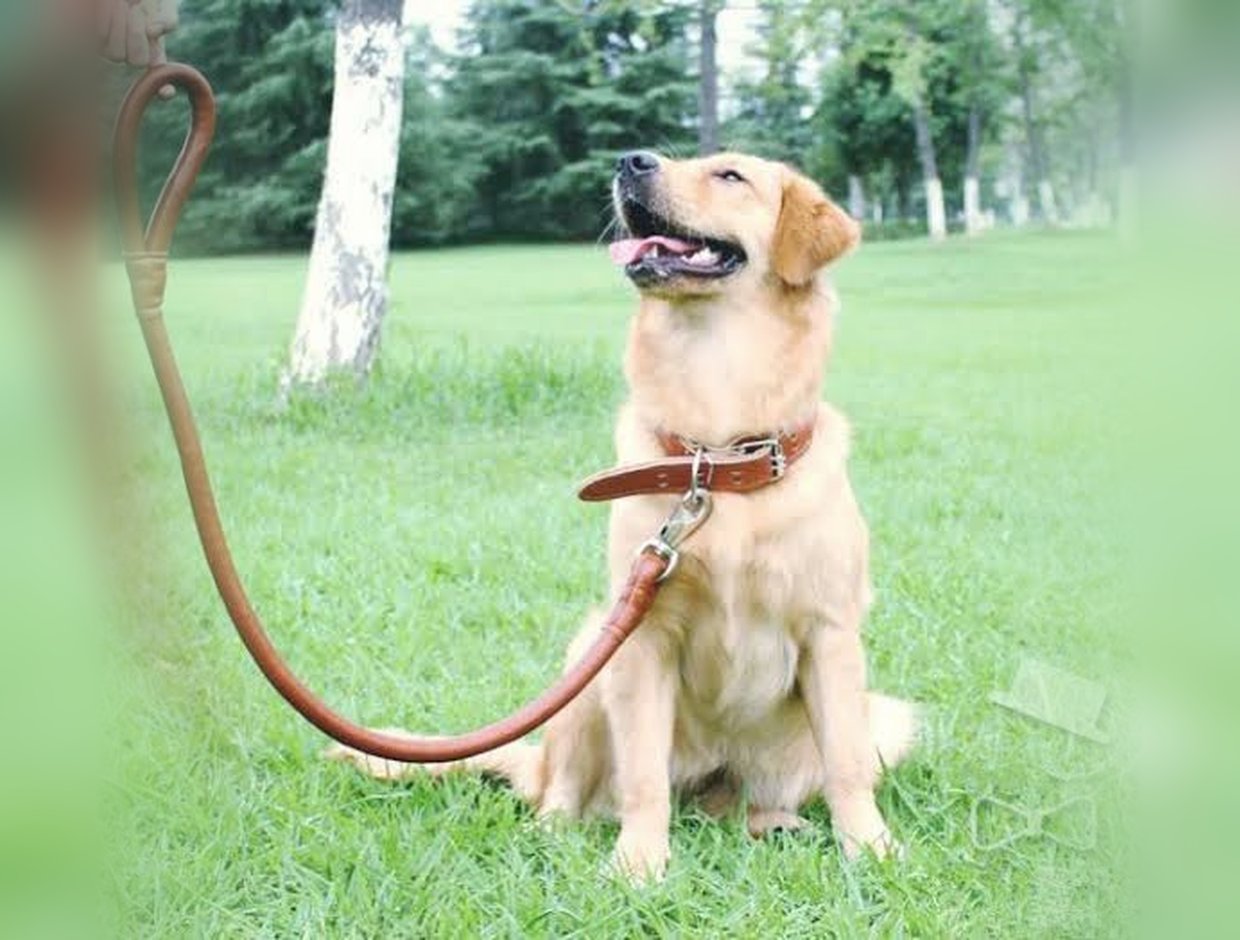 The Windsor on a Whippet